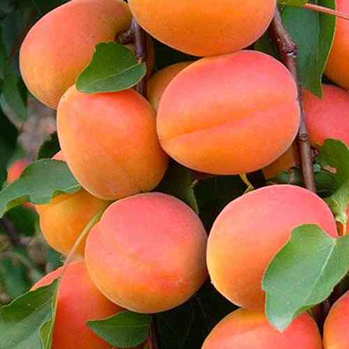 Саженцы абрикоса Бержерон (привитый) - 1-летний Черновцы