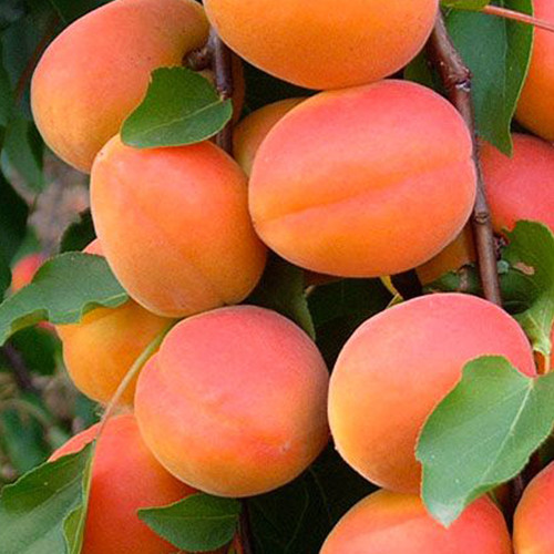 Саженцы абрикоса Бержерон (привитый) - 1-летний Черновцы - изображение 1