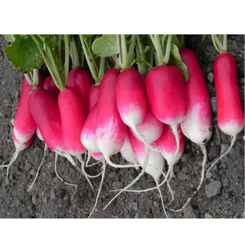 Редис 18 днів 10гр Смачний Житомир - фото 2