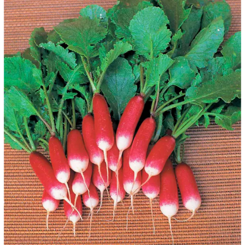 Редис Французький сніданок 10гр Професійне насіння Житомир - фото 2