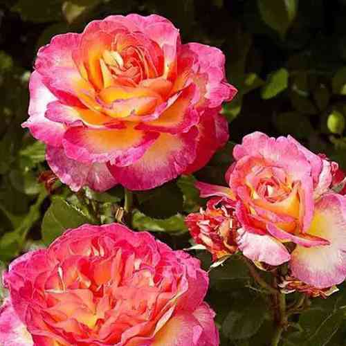 Саджанці троянд Поульсен (привитий) - 2-річний Чернівці