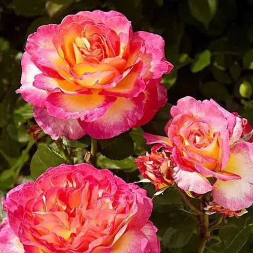 Саджанці троянд Поульсен (привитий) - 2-річний Чернівці - фото 1