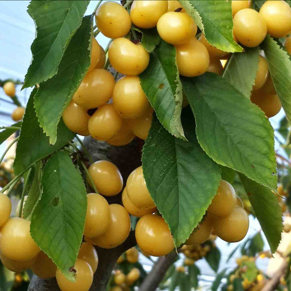 Саджанці черешні Дачниця (привита) - 1-річний Чернівці - фото 2