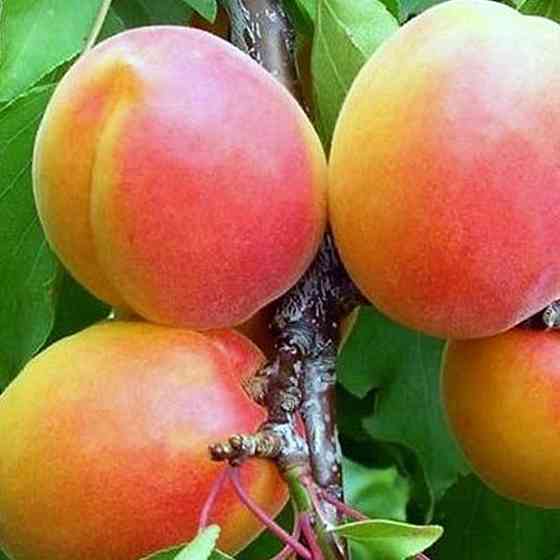 Саджанці абрикоса Вондер Кот (привитий) - 1-річний Чернівці