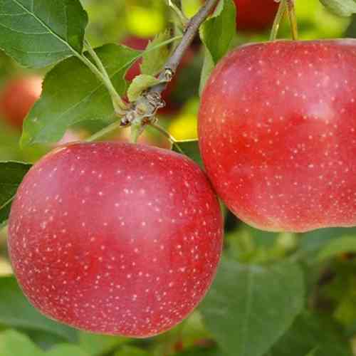 Саженцы яблони Дарк Рубин (привитый) - 2-летний Черновцы