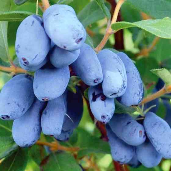 Саженцы жимолости Бореал Бист (черенкованный) - 2-летний Черновцы