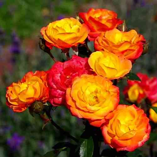 Саджанці троянд Клаймінг Румба (привитий) - 2-річний Чернівці