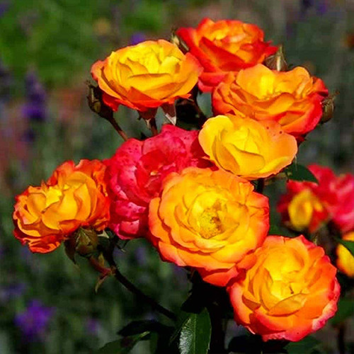 Саджанці троянд Клаймінг Румба (привитий) - 2-річний Чернівці - фото 1