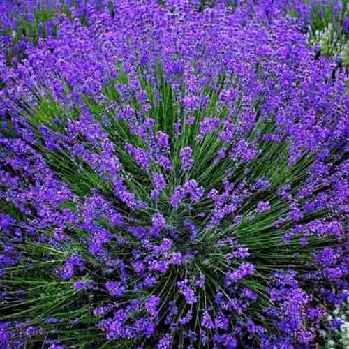 Саженцы лаванды Гроссо (черенкованный) - 2-летний Черновцы