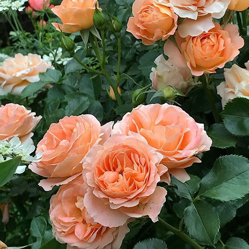 Саджанці троянд Шато Де Вамаркус (привитий) - 2-річний Чернівці - фото 1