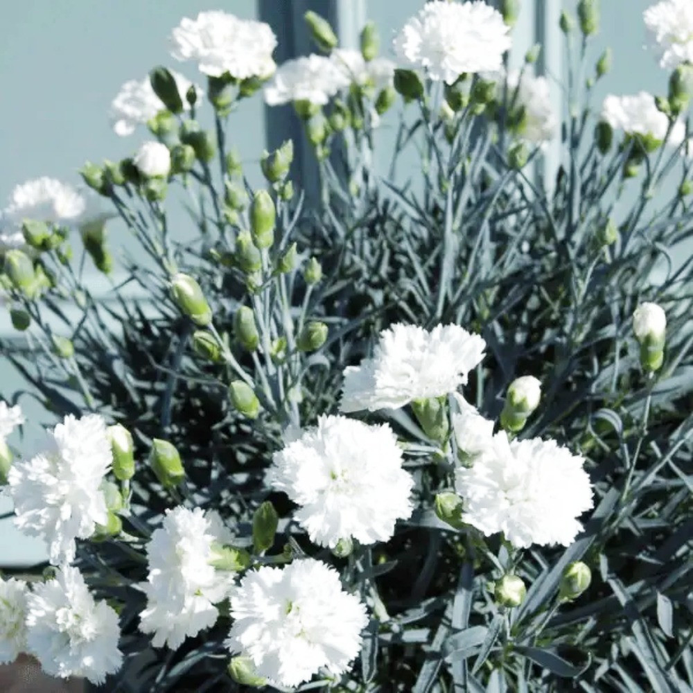 Саджанці гвоздики Садова Біла Чернівці - фото 2