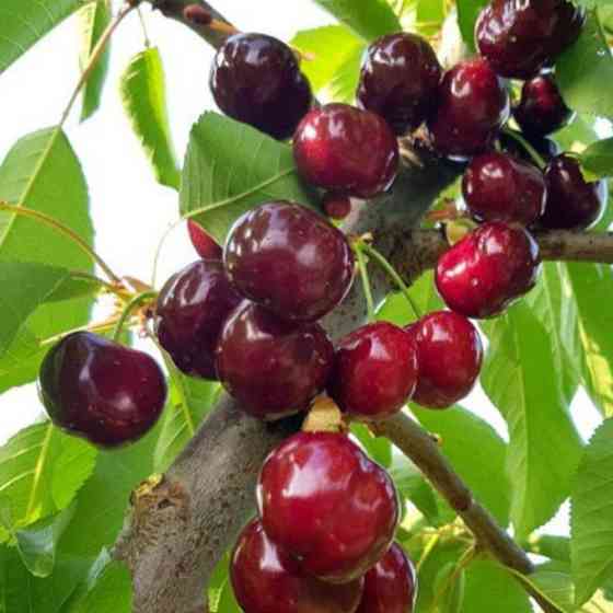 Саджанці черешні Ерлі Бігі (привитий) - 1-річний Чернівці