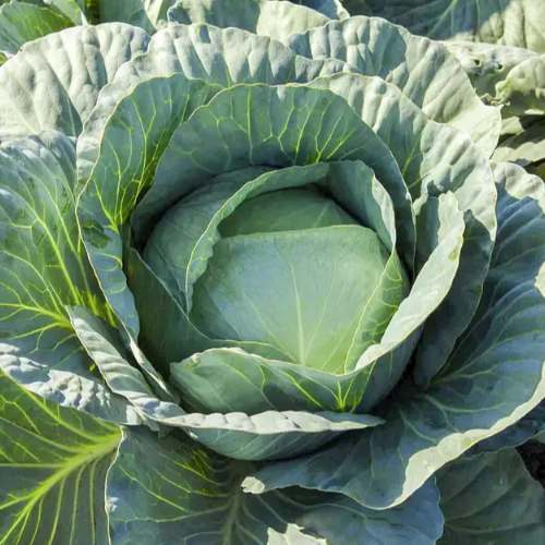 Капуста білоголова Адаптор F1 пізня 20шт Професійне насіння Житомир - фото 3