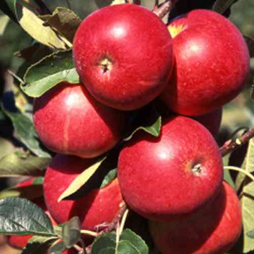 Саженцы колонновидной яблони Кармелита (привитый) - 1-летний Черновцы