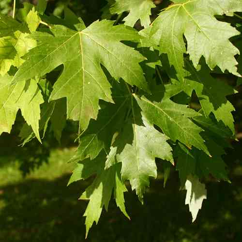 Саженцы клена Элсрик (привитый) - 2-летний Черновцы