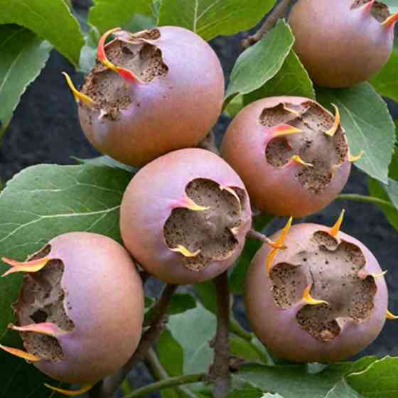 Саджанці мушмули Голландський Гігант (привитий) - 1-річний Чернівці