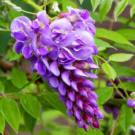 Саджанці гліцинії Блю Мун (черенкований) - 1-річний Чернівці