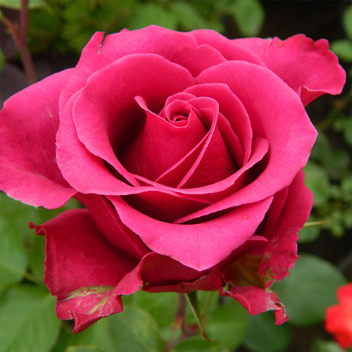 Саджанці троянд Мілана (привитий) - 2-річний Чернівці - фото 1