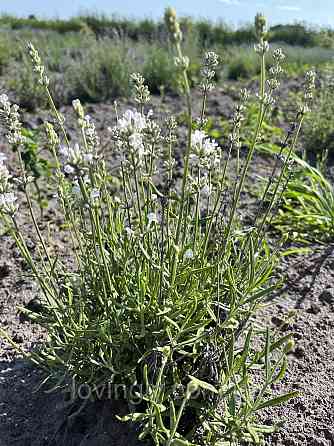 Дворічні кущі білої лаванди сорту Ellegance Snow Ірпінь