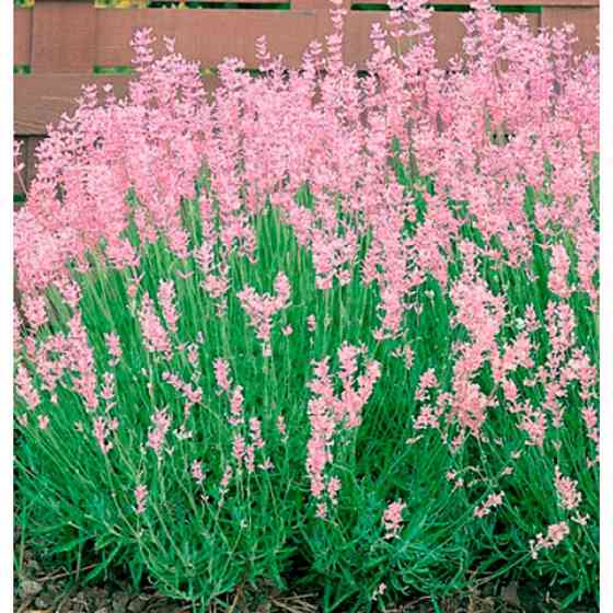 Саженцы лаванды Розеа (черенкованный) - 2-летний Черновцы