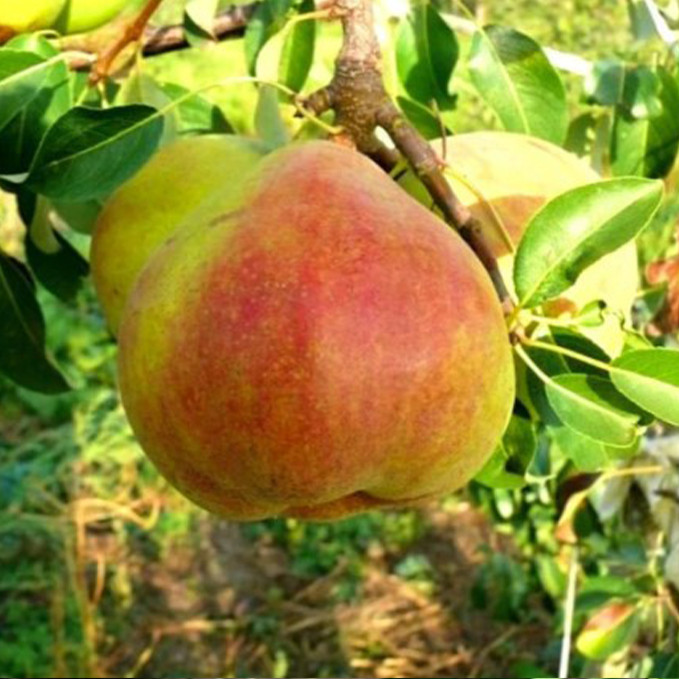 Саджанці груші Микола Крюгер (привитий) - 2-річний Чернівці - фото 1