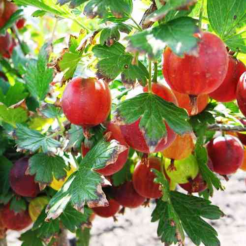 Саджанці агрусу на штамбі Лефора (привитий) - 2-річний Чернівці