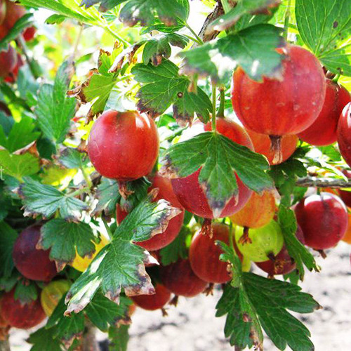 Саджанці агрусу на штамбі Лефора (привитий) - 2-річний Чернівці - фото 1
