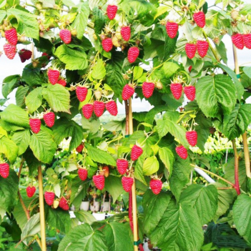 Саженцы малинового дерева Богатырь - 2-летний Черновцы - изображение 1