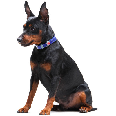 Ошейник для животных WAUDOG Classic кожаный 12 мм х 21-29 см фиолетовый (02029) Винница - изображение 7