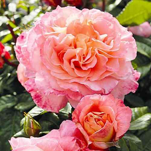 Саджанці троянд Августа Луїза (привитий) - 2-річний Чернівці