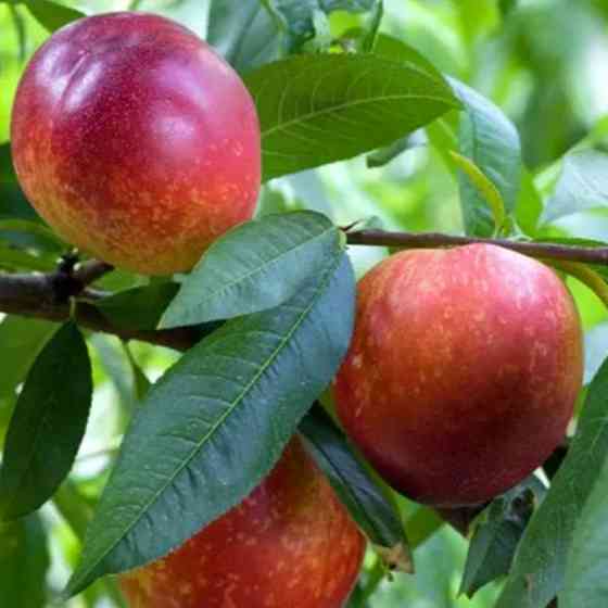 Саджанці нектарину Сноу Квін Перфект (привитий) - 2-річний Чернівці