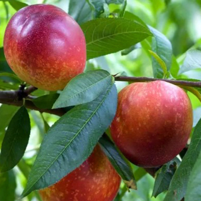 Саженцы нектарина Сноу Квин Перфект (привитый) - 2-летний Черновцы - изображение 1