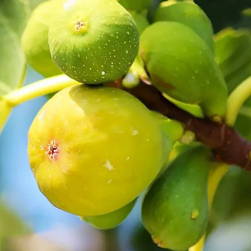 Саджанці інжиру Адріатичний (черенкований) - 1-річний Чернівці - фото 1