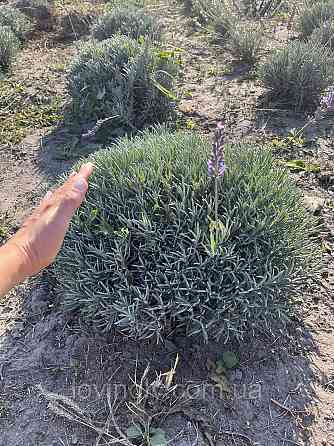 Трехлетние саженцы лавандина Grosso - диаметр куста до 50см, сформированные, ароматные Ирпень