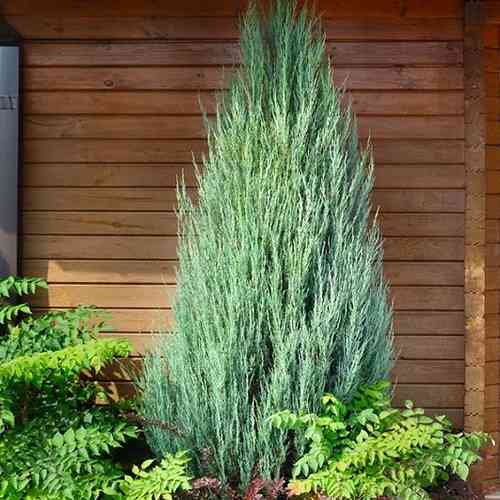 Саженцы можжевельника Скайрокет (черенкованный) - 3-летний Черновцы