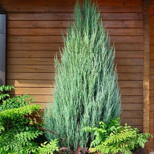 Саженцы можжевельника Скайрокет (черенкованный) - 3-летний Черновцы - изображение 1