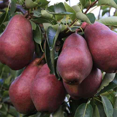 Саженцы груши Ред Уильямс (привитый) - 1-летний Черновцы