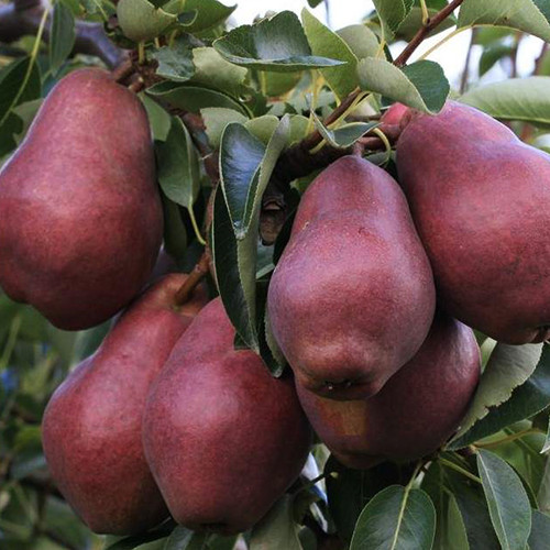 Саджанці груші Ред Вільямс (привитий) - 1-річний Чернівці - фото 1