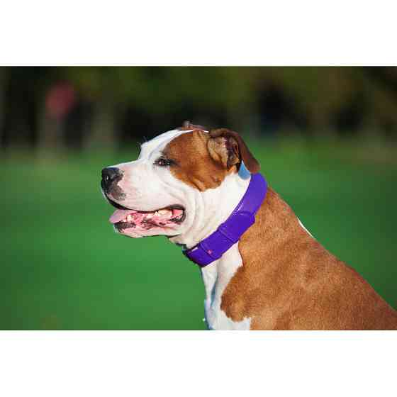 Нашийник для собак шкіряний WAUDOG Glamour з QR паспортом, без прикрас, L, Ш 25 мм, Дов 38-49 с Коломыя