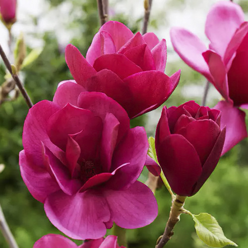 Саженцы магнолии Росичка (привитый) - 3-летний Черновцы - изображение 1