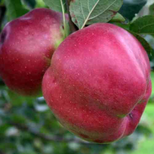 Саженцы яблони Джумбо Помм (привитый) - 1-летний Черновцы