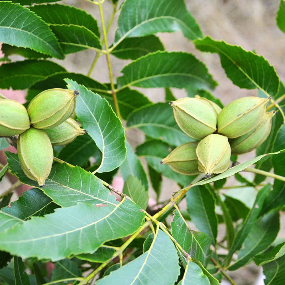 Саджанці пекана Melrose (Мелроуз) - 4-річний Чернівці - фото 3