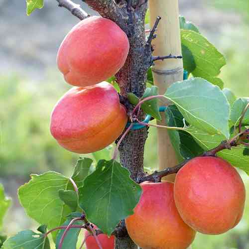 Саджанці абрикоса Кулгат (привитий) - 2-річний Чернівці