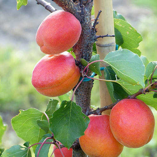 Саженцы абрикоса Кулгат (привитый) - 2-летний Черновцы - изображение 1