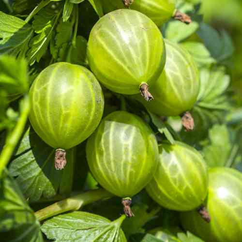 Саджанці агрусу Зелений Дощ (черенкований) - 2-річний Чернівці