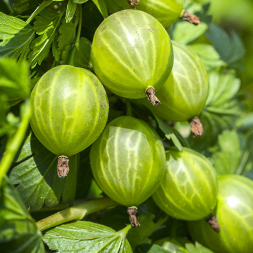 Саджанці агрусу Зелений Дощ (черенкований) - 2-річний Чернівці - фото 1