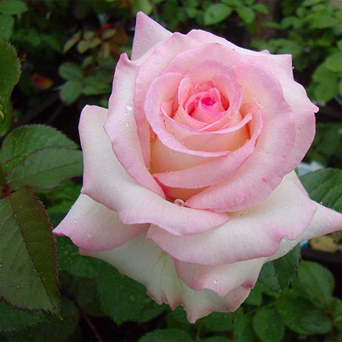 Саженцы роз Королева Анна (привитый) - 2-летний Черновцы - изображение 1