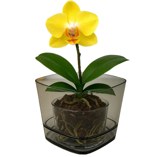 Вазон Pera Орхідея 2,3л димчастий сірий прозорий ELIF Житомир