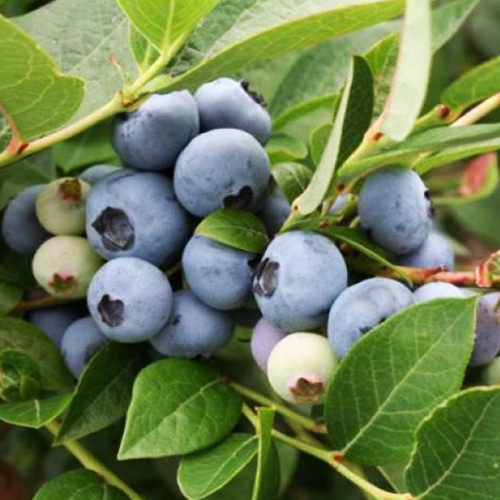 Саджанці лохини Легасі (черенкований) - 3-річний Чернівці - фото 1