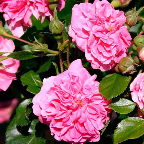 Саджанці троянд Пінк Свані (привитий) - 2-річний Чернівці - фото 1